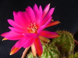 Chamaecereus Boeckers Beste 