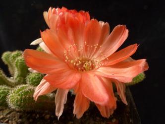 Chamaecereus Corina 