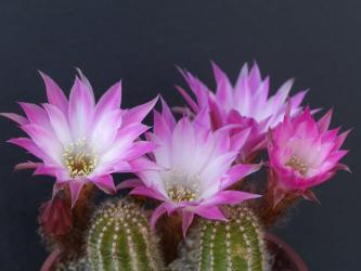 Chamaecereus Edith 