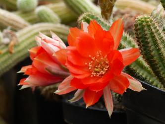 Chamaecereus Gitta 