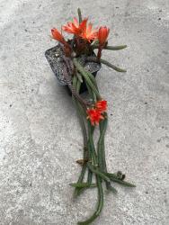 Chamaecereus luisramirezii spec. nov. *3^ MGC88524 Bolivia; Tarija; between Mecoya and Capilla de Bermejo, 800 - 2300 m 