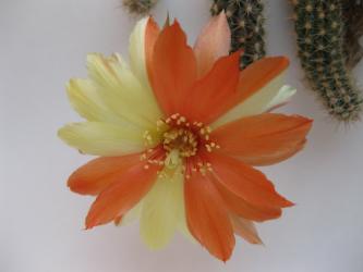 Chamaecereus Unikum ~ 