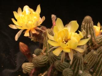 Chamaecereus Pyrit 