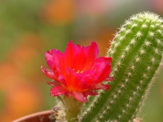 Chamaecereus Rügens Kogge 