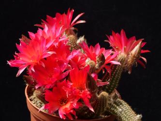 Chamaecereus Rügens Meeresglühen 