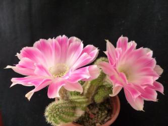 Chamaecereus Rügens Meereskuss 