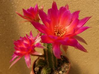 Chamaecereus Rügens Räuberbraut 