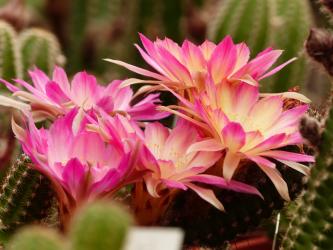 Chamaecereus Rügens Rotschwänzchen 