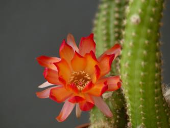 Chamaecereus Rügens Strandkrabbe 