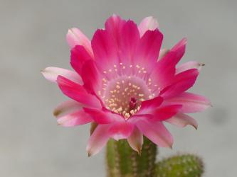 Chamaecereus Rügens Strandkorb 