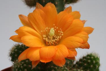 Chamaecereus Tigerauge 