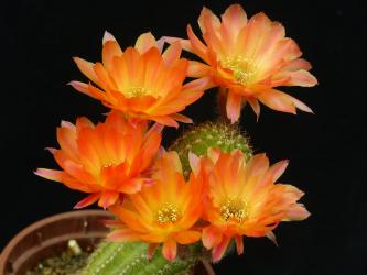 Chamaecereus Uppsala 