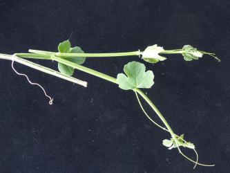 Cissus quinquangularis 