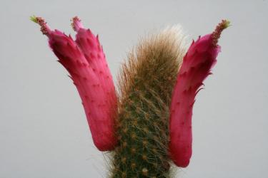 Cleistocactus vulpis-cauda WK1070 