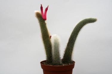 Cleistocactus vulpis-cauda 