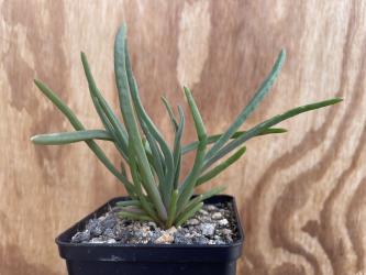 Conicosia pugioniformis 