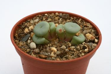 Conophytum minutum 