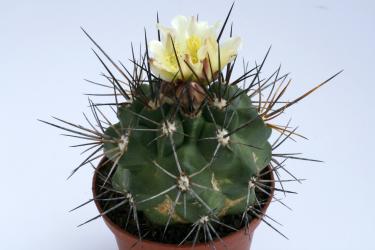 Copiapoa coquimbana 