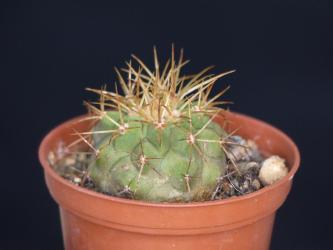 Copiapoa eremophila 