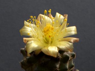 Copiapoa humilis FR464 Paposo, 02 Antofagasta, Chile 