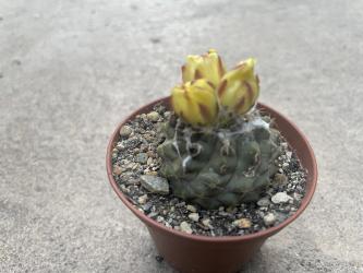 Copiapoa leoensis 