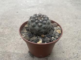 Copiapoa mollicula KK657 Chanaral, Chile, 200-300m 