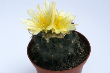 Copiapoa paposoensis 