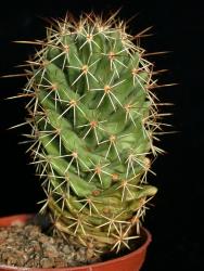 Coryphantha clavata Cañada de Moreno, Guanajuato, MEX 