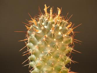 Coryphantha clavata Cañada de Moreno, Guanajuato, MEX 