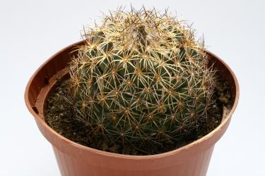 Coryphantha compacta GL67 Sierra de Papurin, Chihuahua, MEX 