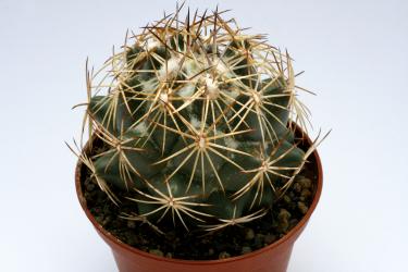 Coryphantha cornifera % 