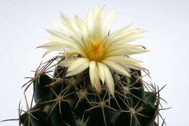 Coryphantha delaetiana 