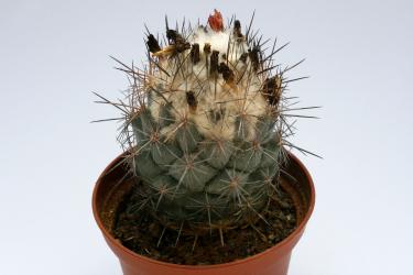 Coryphantha durangensis %  Nazas, Durango, MEX 