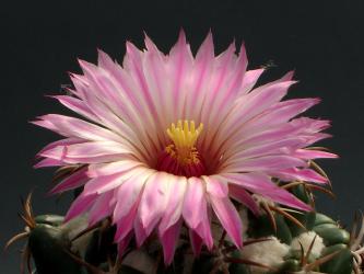 Coryphantha elephantidens 