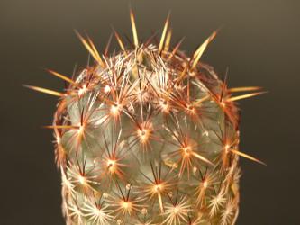 Coryphantha glanduligera Palos Altos, SLP, MEX 