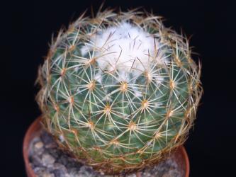 Coryphantha greenwoodii % n. part of Tehuacan-valley, Pue, MEX 
