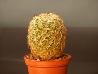 Coryphantha greenwoodii % n. part of Tehuacan-valley, Pue, MEX 