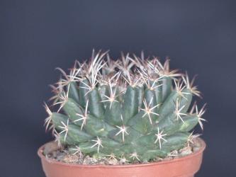 Coryphantha hintoniorum GM589 