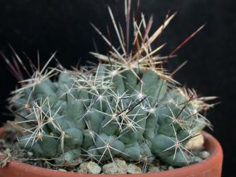 Coryphantha macromeris *2^ % SB841 Eddy Co., NM, USA 