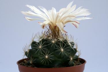 Coryphantha neglecta Cuatrocienegas, Coah, MEX 