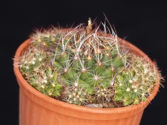 Coryphantha nickelsae Martinitos, NL, MEX 