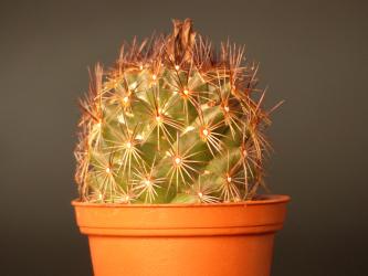 Coryphantha pseudoechinus 