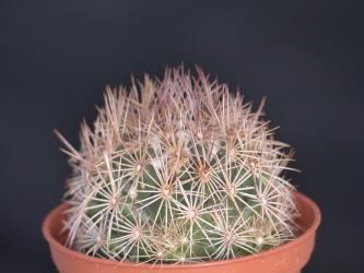 Coryphantha pseudoechinus 