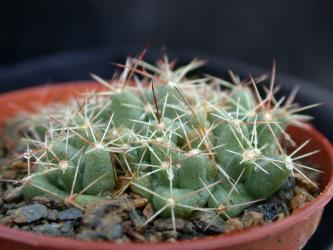 Coryphantha runyonii *2^ DJF1035.45 s. Texas, USA 
