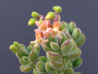 Cotyledon ladysmithiensis Großer Löwe 