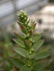 Crassula capitella Sommerfeuer 