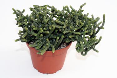 Crassula muscosa f. monstrosa 