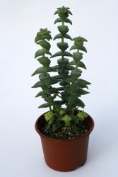 Crassula perforata 