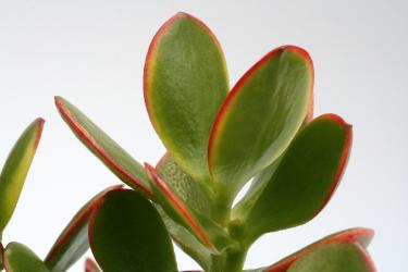 Crassula portulacea Summer Rainbow 