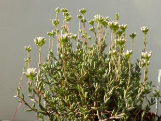 Crassula pruinosa 